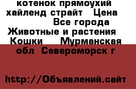 котенок прямоухий  хайленд страйт › Цена ­ 10 000 - Все города Животные и растения » Кошки   . Мурманская обл.,Североморск г.